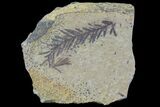 Metasequoia (Dawn Redwood) Fossil - Montana #85734-1